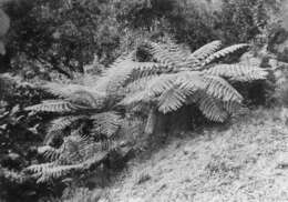 Image of Cyatheales