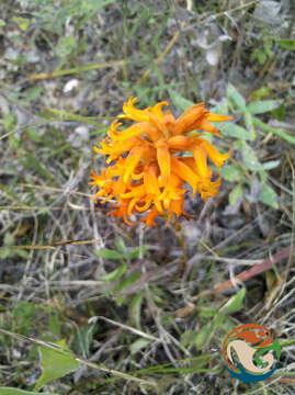 Imagem de Dichromanthus cinnabarinus (Lex.) Garay