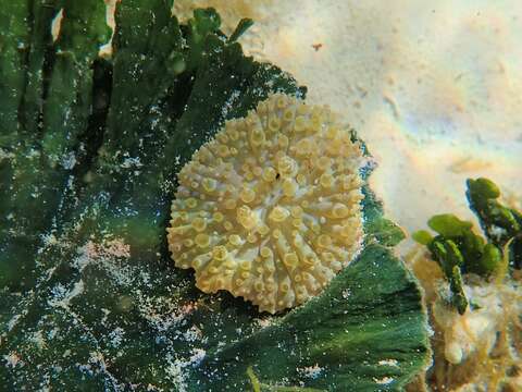 Bunodeopsis globulifera (Duchassaing 1850) resmi