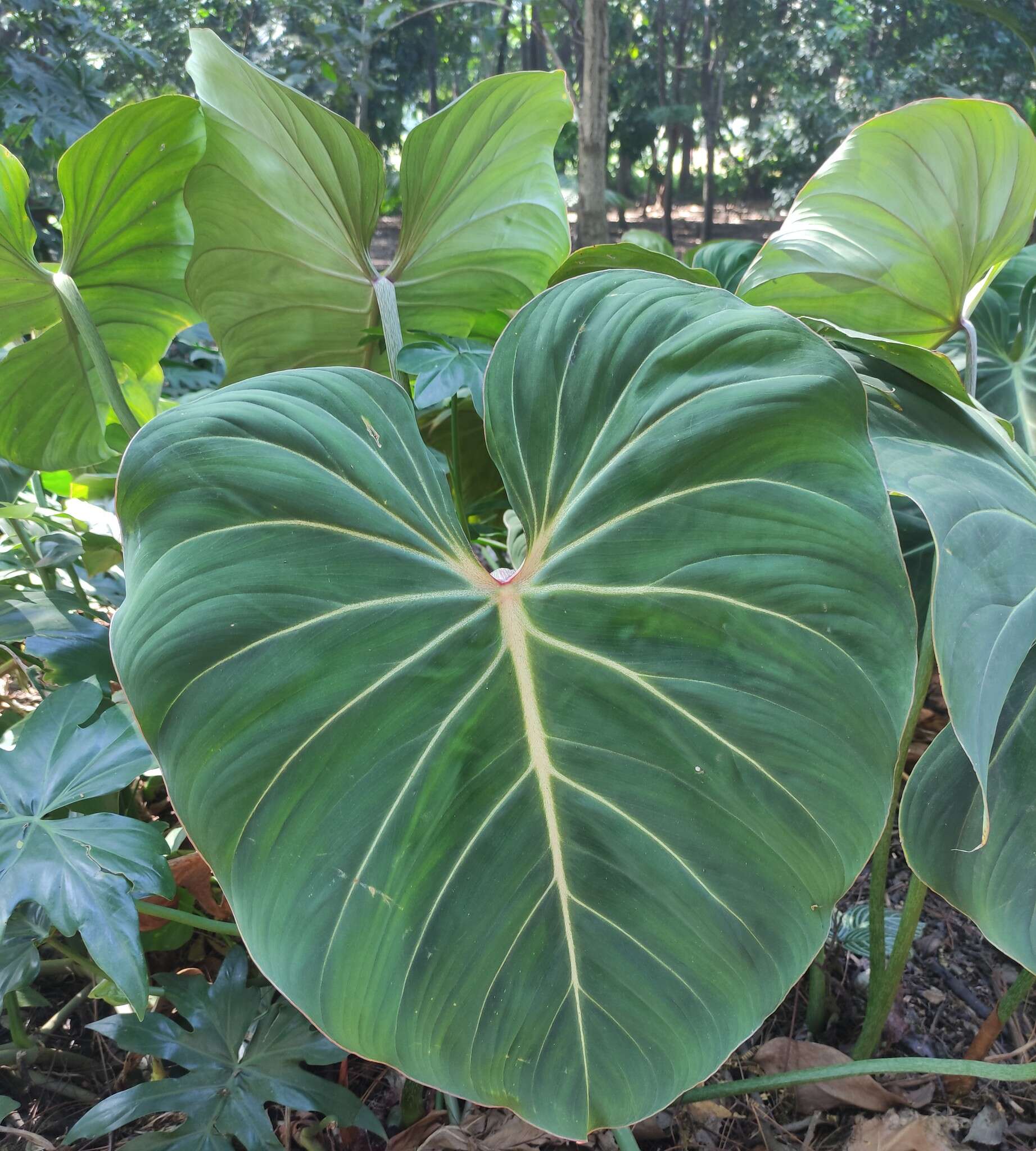 Image of Philodendron gloriosum André