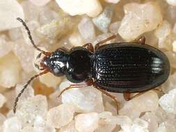 Bembidion (Semicampa) gilvipes Sturm 1825的圖片