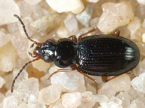 Plancia ëd Bembidion (Semicampa) gilvipes Sturm 1825