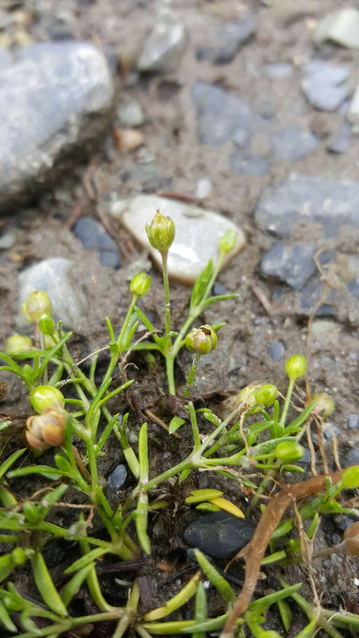 Image of stickystem pearlwort