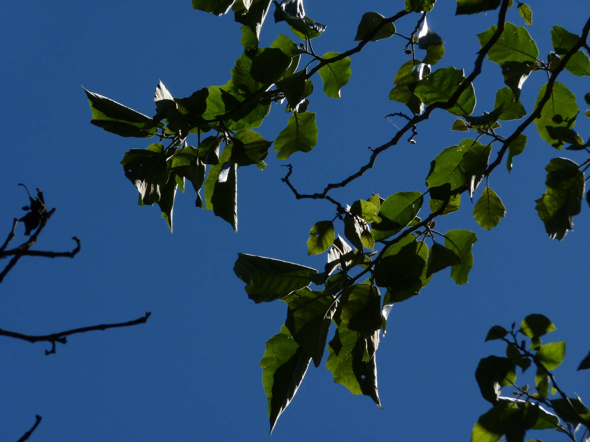 Image of Solanum grandiflorum Ruiz & Pav.