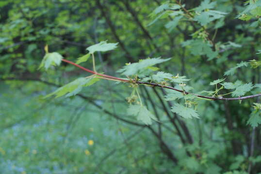 Image of Rocky Mountain maple