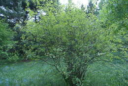 Image of Rocky Mountain maple