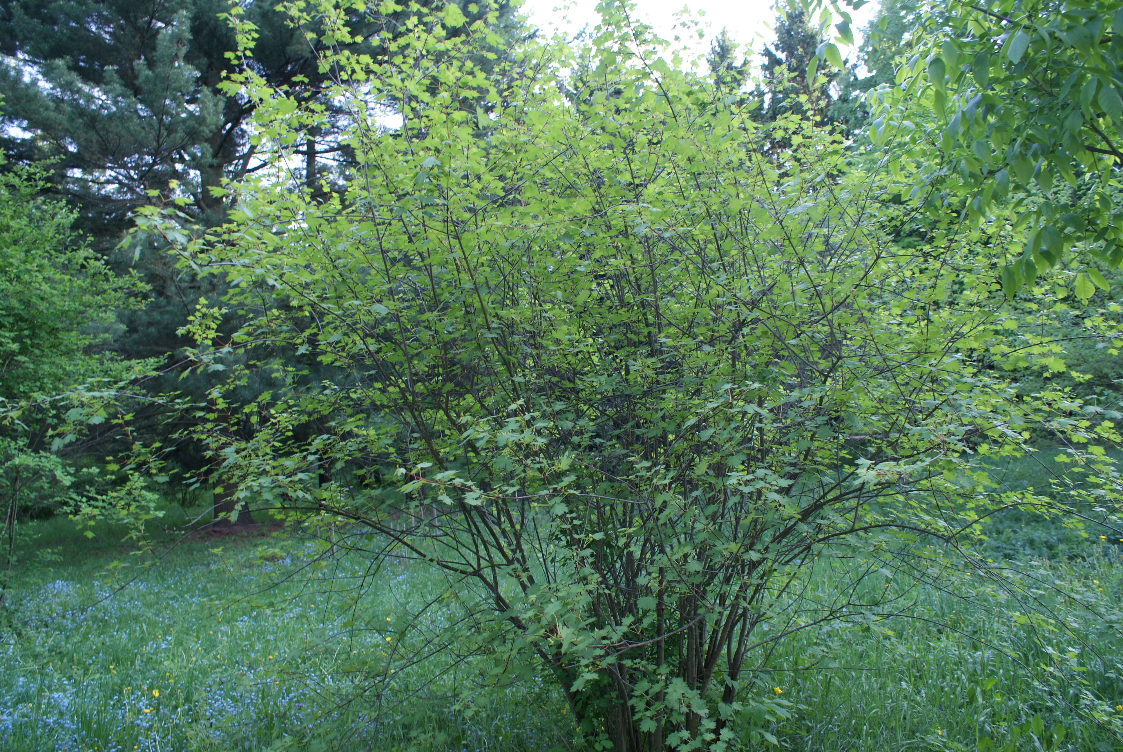 Image of Rocky Mountain maple