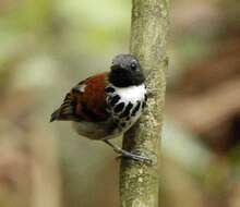 Image of Spotted Antbird