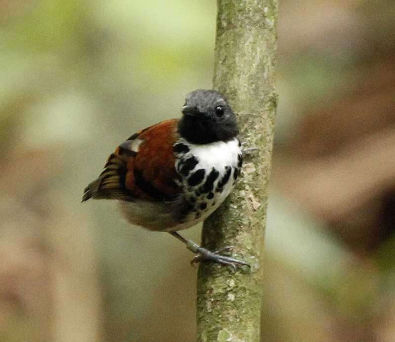 Image of Spotted Antbird