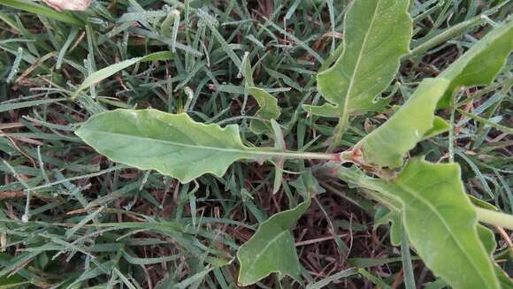 Слика од <i>Oenothera centaurifolia</i>