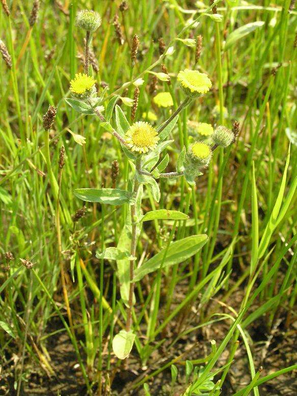 Pulicaria vulgaris Gaertn. resmi