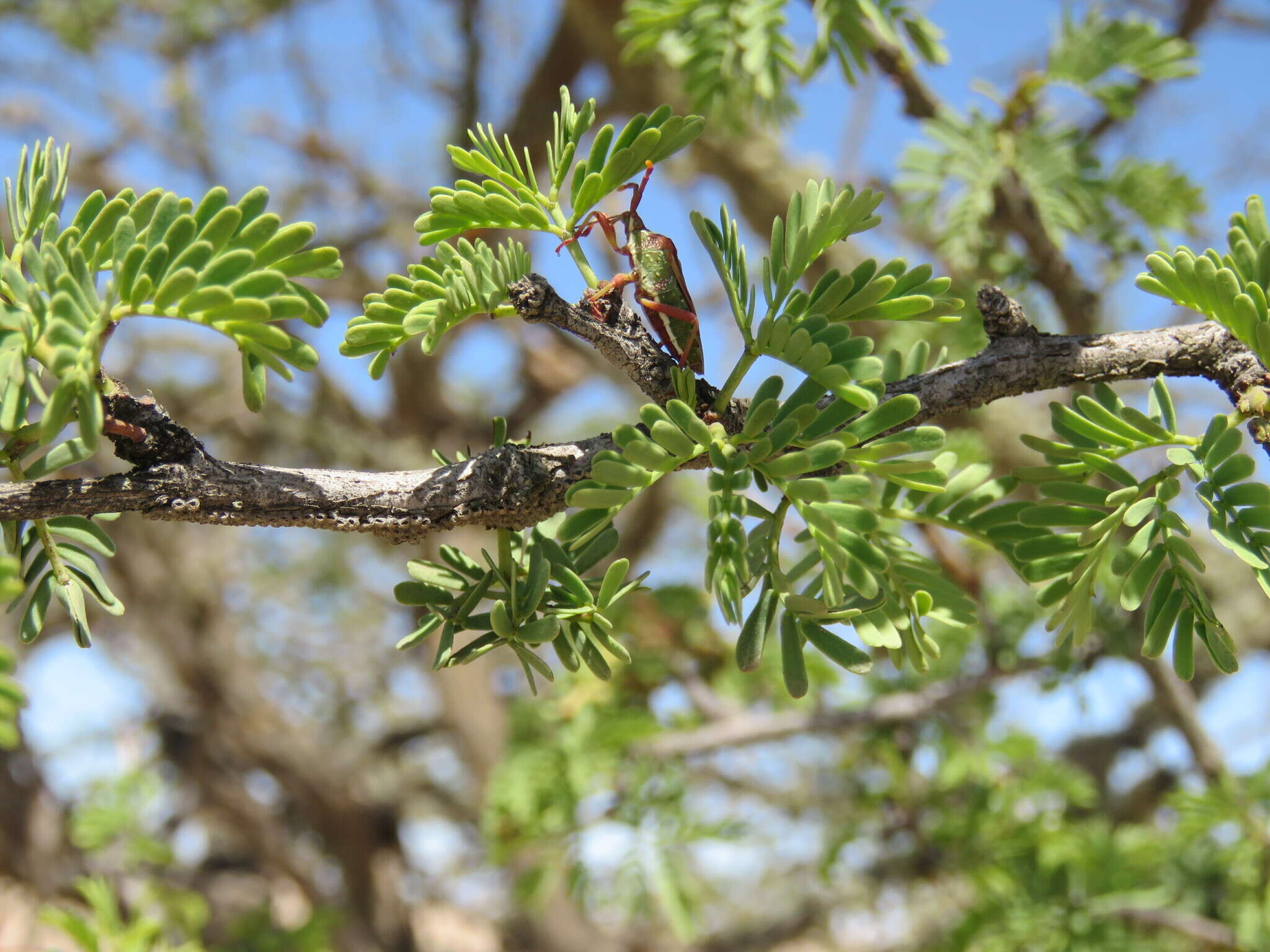 صورة Ceratopachys nigricornis (Germar 1838)