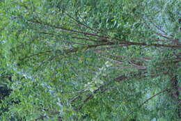 Image of American barberry