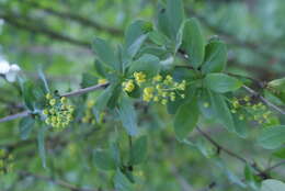 Image of American barberry