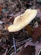 Image of Gas agaric