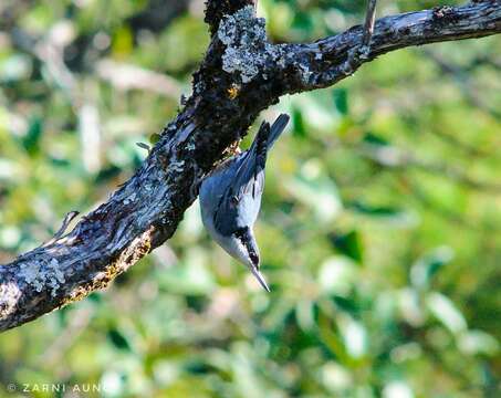 Image of Giant Nuthatch