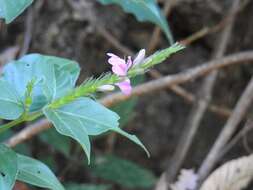 Image of Justicia breviflora (Nees) Rusby