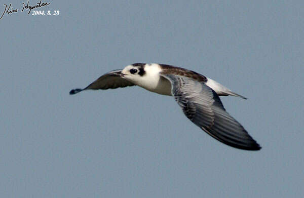 Image of White-winged Black Tern