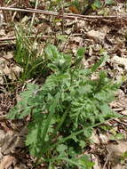 Tanacetum poteriifolium (Ledeb.) Grierson的圖片