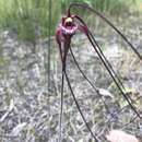 Image of Chapman's spider orchid