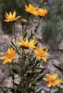 Image of Nuttall's sunflower