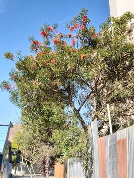 Erythrina falcata Benth. resmi