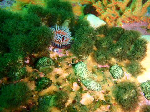 صورة Alcyonium fauri J. S. Thomson 1910