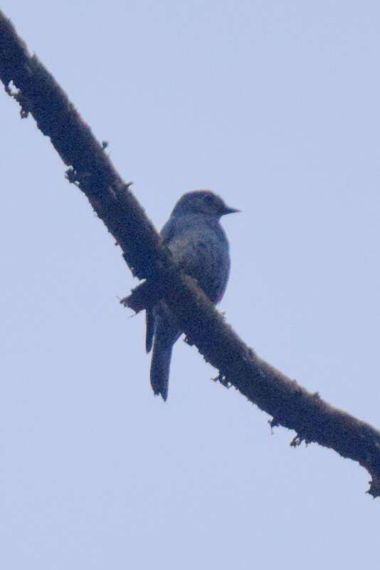 Image of Verditer Flycatcher