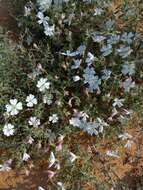 Image of Engelmann's evening primrose