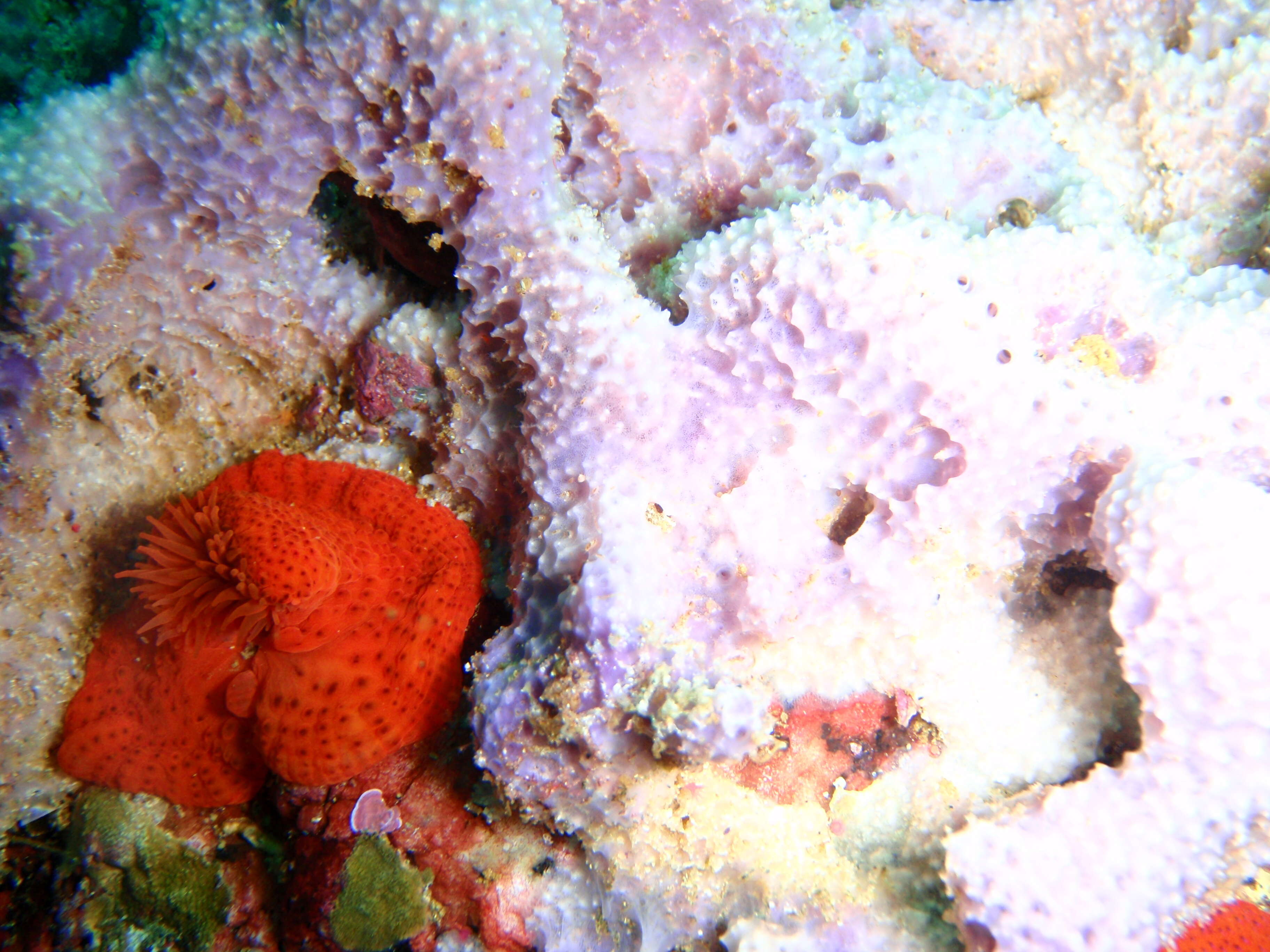 Image of Knobbly anemone