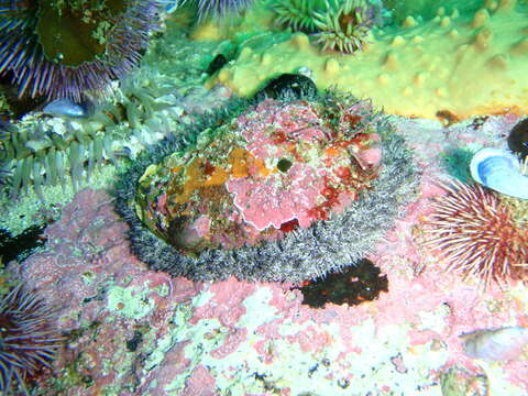 Image of Midas Ear Abalone