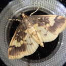 Image of Pseudebulea fentoni Butler 1881