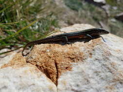 Image of Green-striped mountain lizard