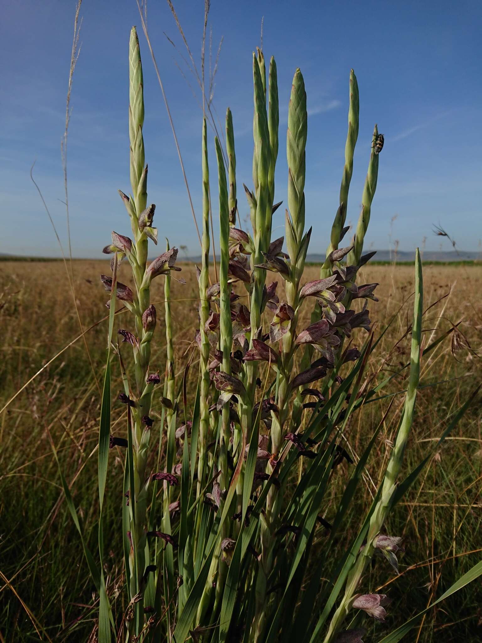 Слика од Gladiolus elliotii Baker