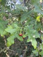 Image of Solanum torreanum A. E. Goncalves
