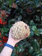 Image of Annona crassiflora Mart.