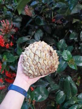 Image of Annona crassiflora Mart.