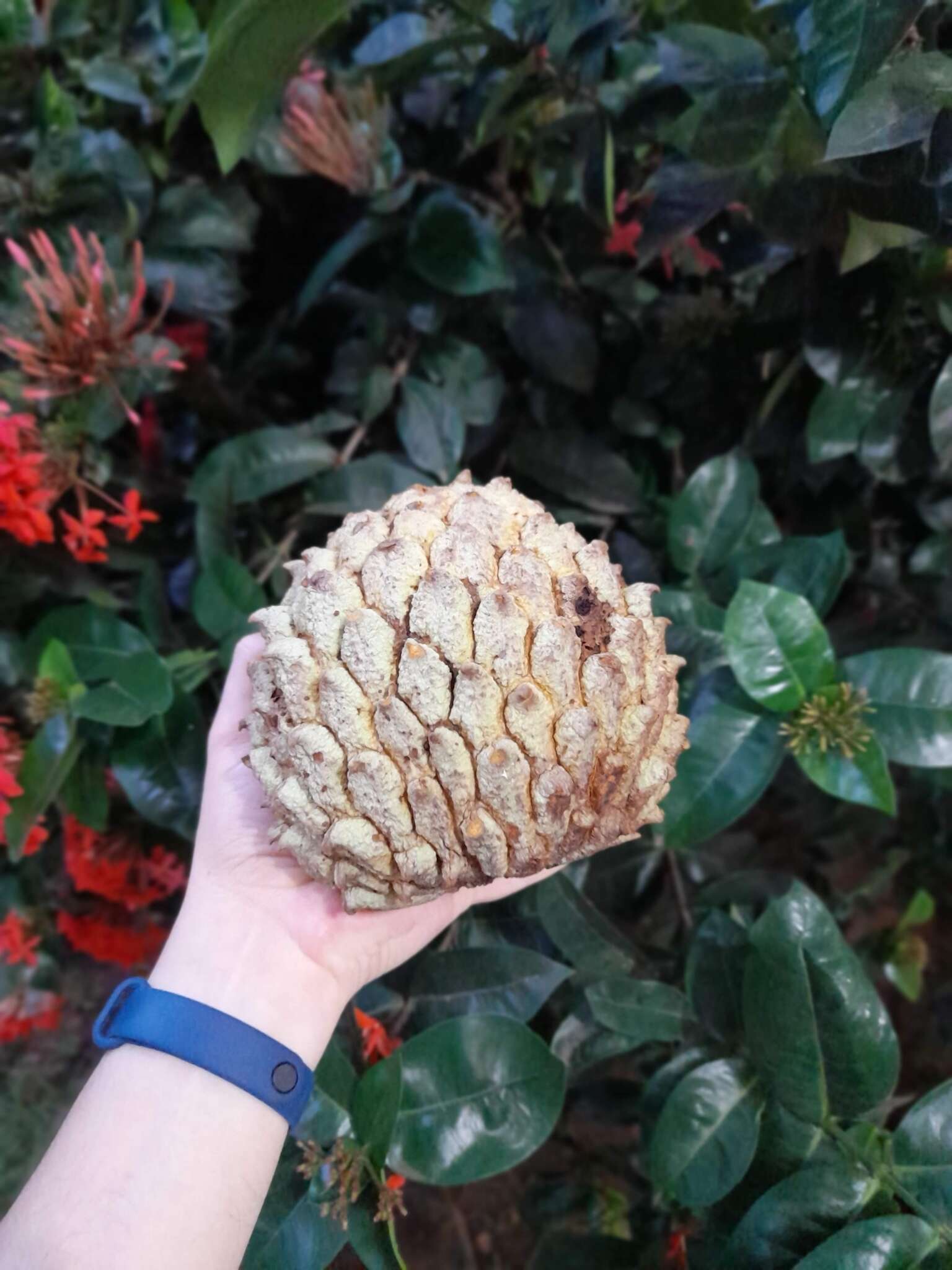 Image of Annona crassiflora Mart.