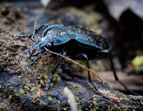 Image of Carabus (Carabus) goryi Dejean 1831