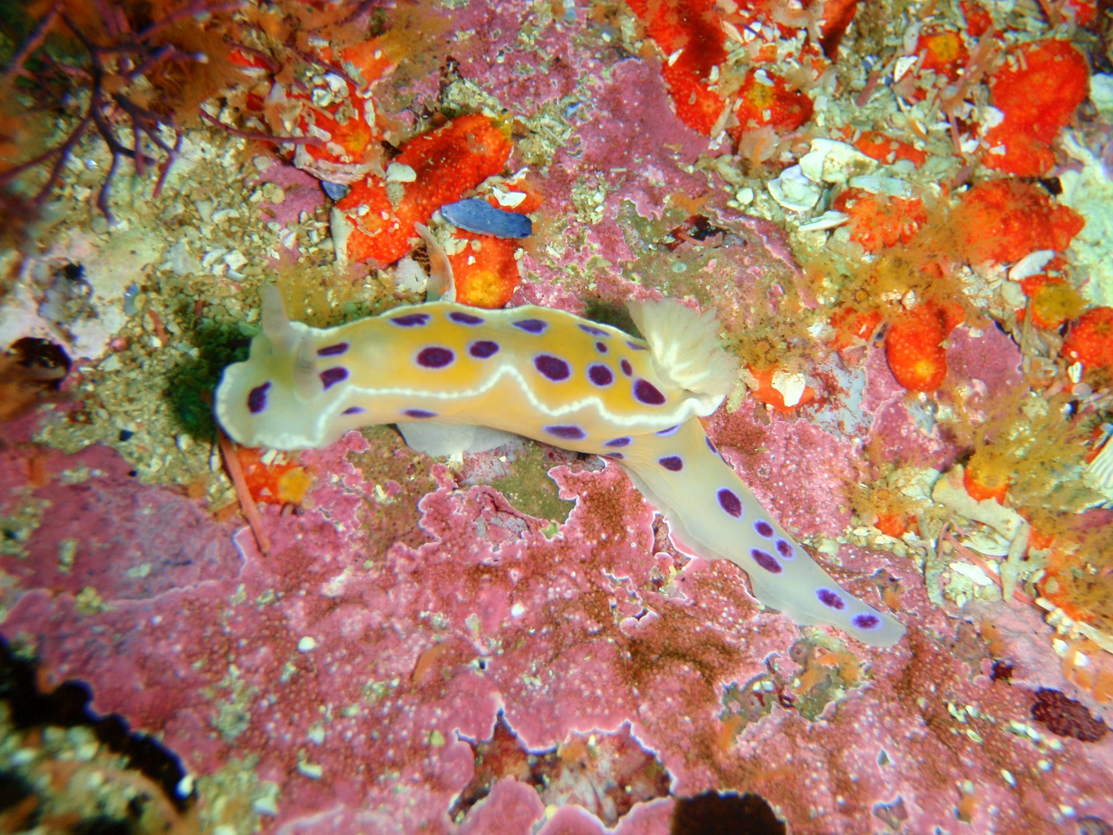 Image of Ceratosoma ingozi Gosliner 1996