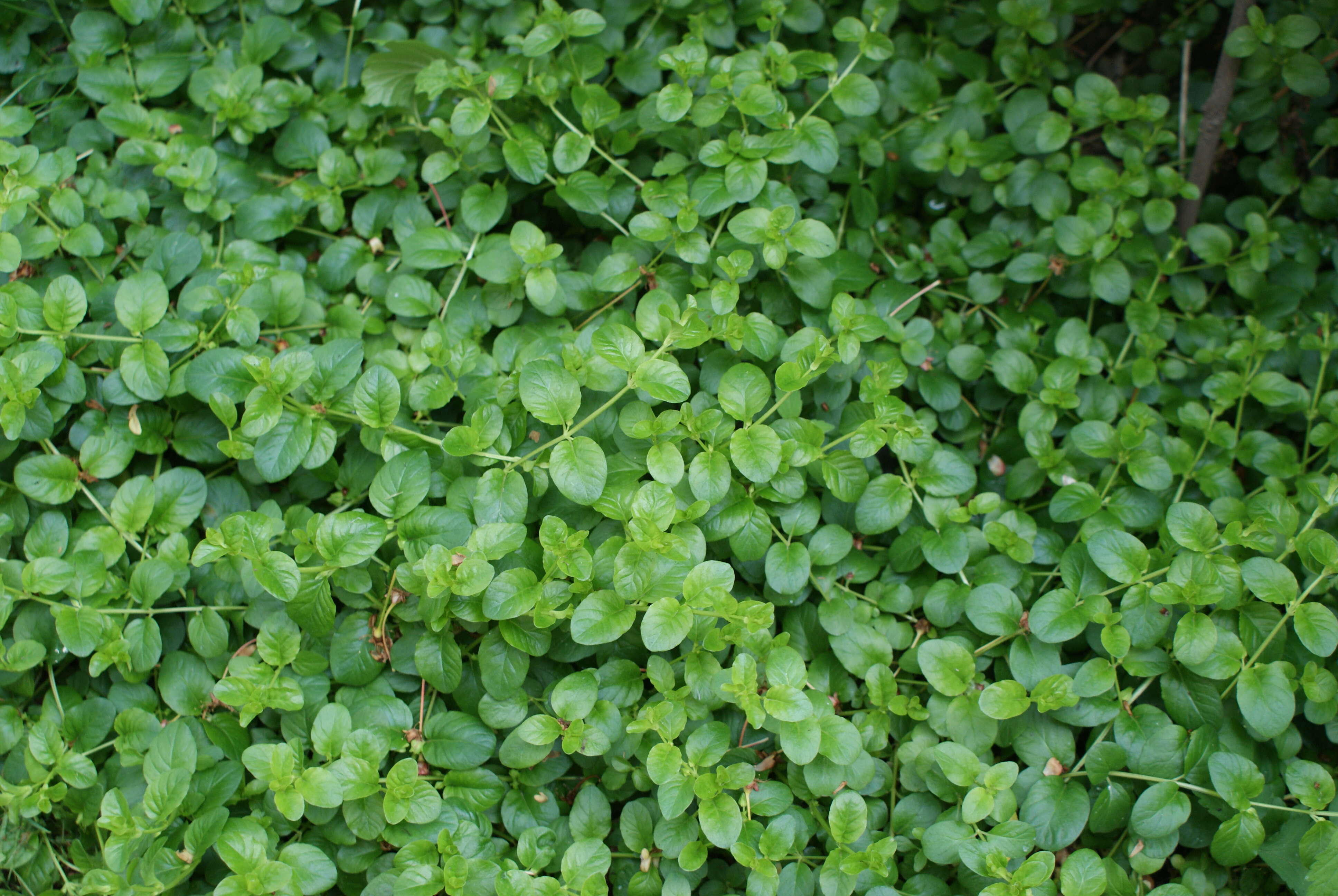 Image of creeping jenny