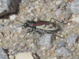 Image of Blowout Tiger Beetle