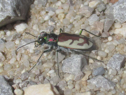 Image of Blowout Tiger Beetle