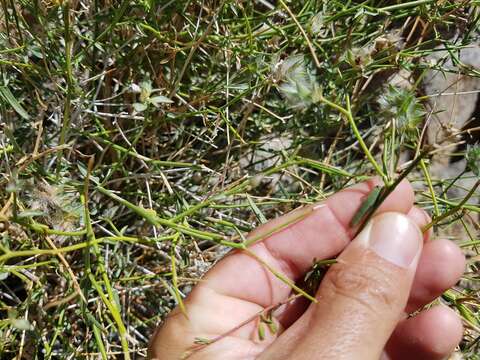 Imagem de Convolvulus virgatus Boiss.