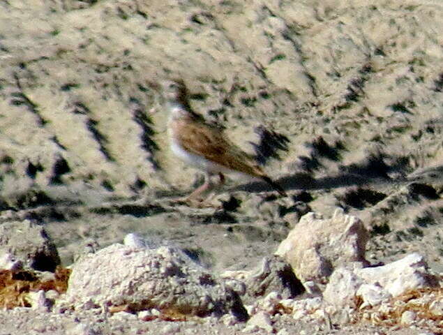 Image of Stark's Lark