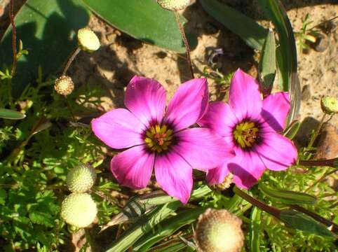 Image of Romulea tetragona var. tetragona