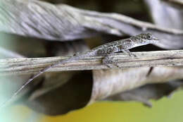Image of Anolis limifrons Cope 1862