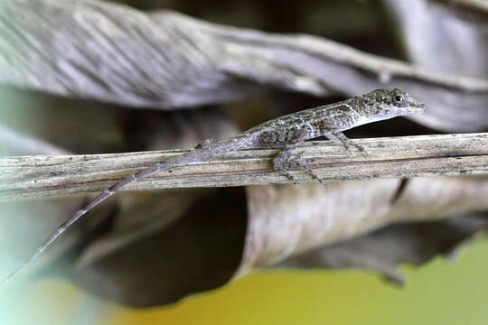 Image de Anolis limifrons Cope 1862