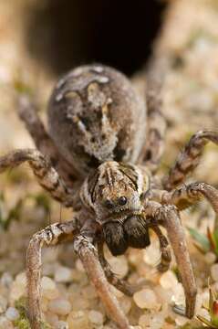 Image of wolf spiders