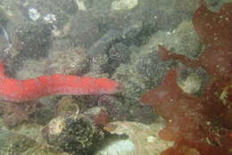 Image of Longfin gunnel